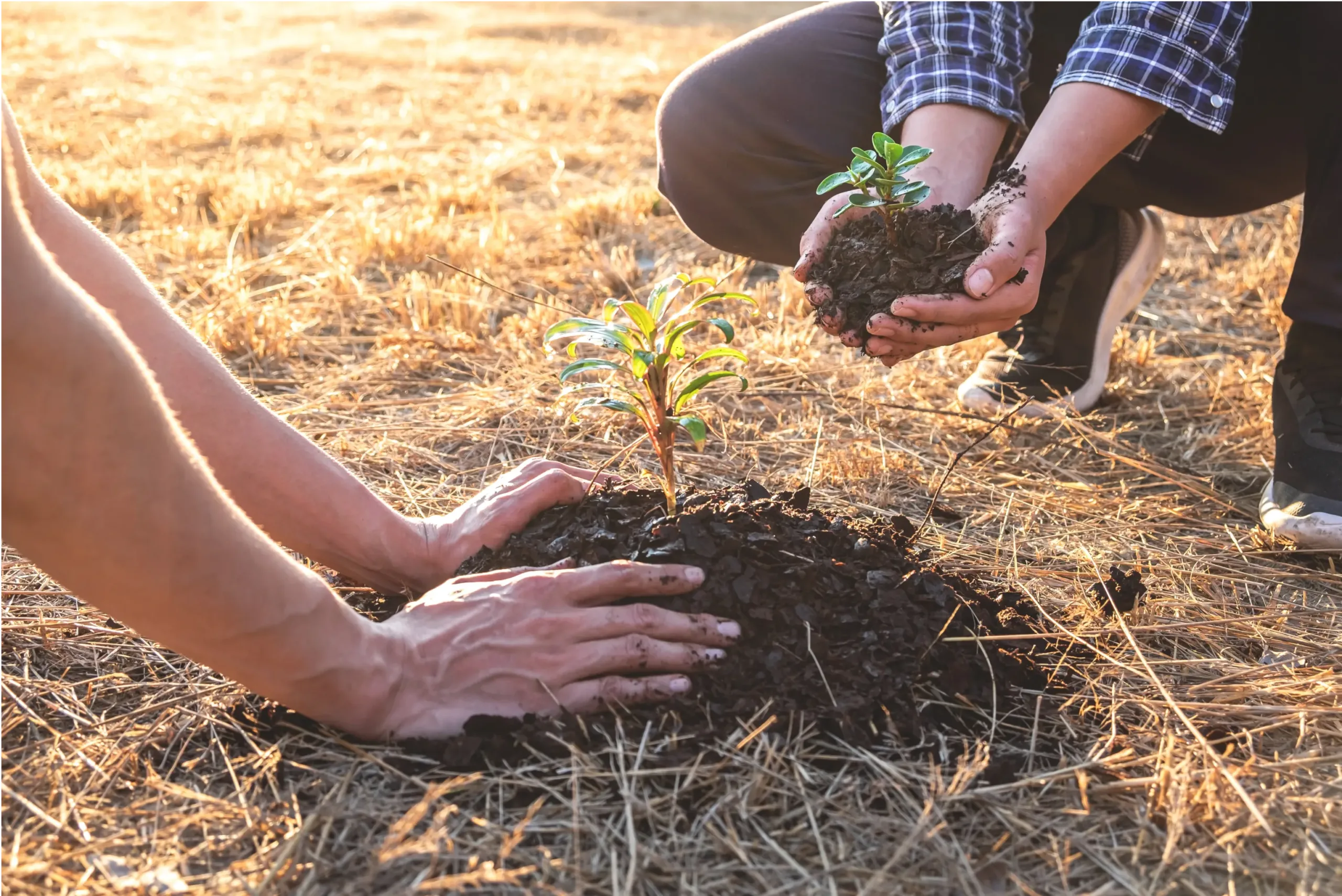 Plants in mud